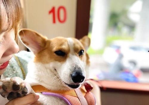 娱乐吃瓜菌宠物